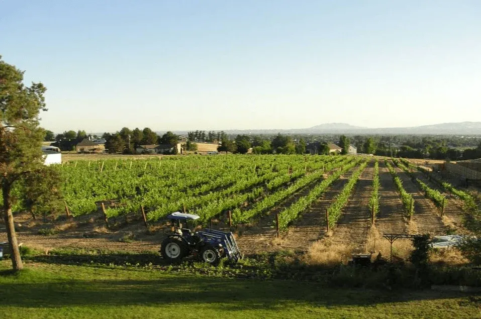 Vineyard rows and farmland outside Kuna, Idaho